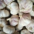 2016 Nouvel An Fresh Garlic Top Quality